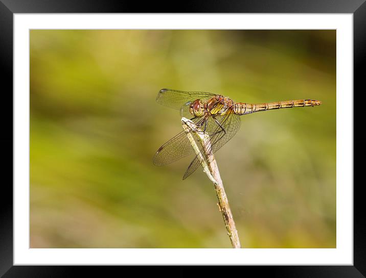 Dragonfly Framed Mounted Print by chris smith