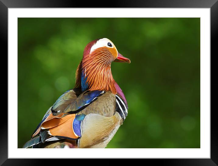 Mandarin duck  Framed Mounted Print by chris smith