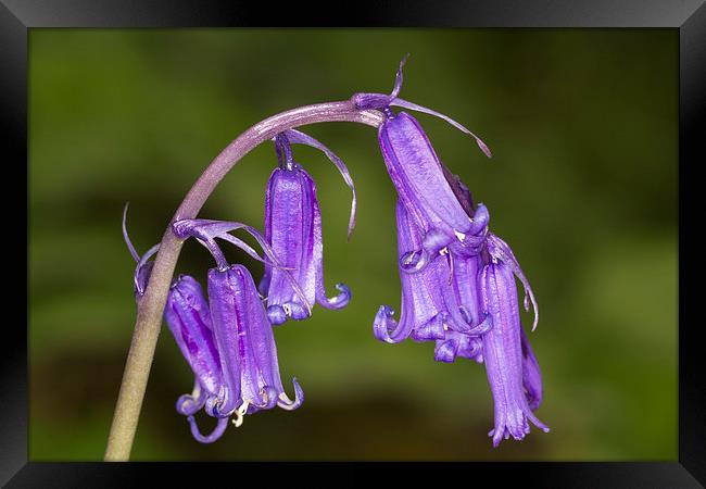 Bluebell  Framed Print by chris smith