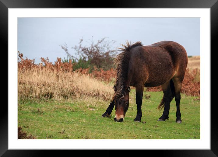 Exmoor pony rare breed  Framed Mounted Print by chris smith