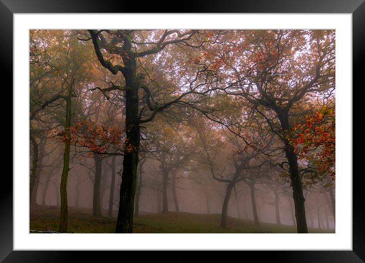 Foggy Autumn   Framed Mounted Print by chris smith