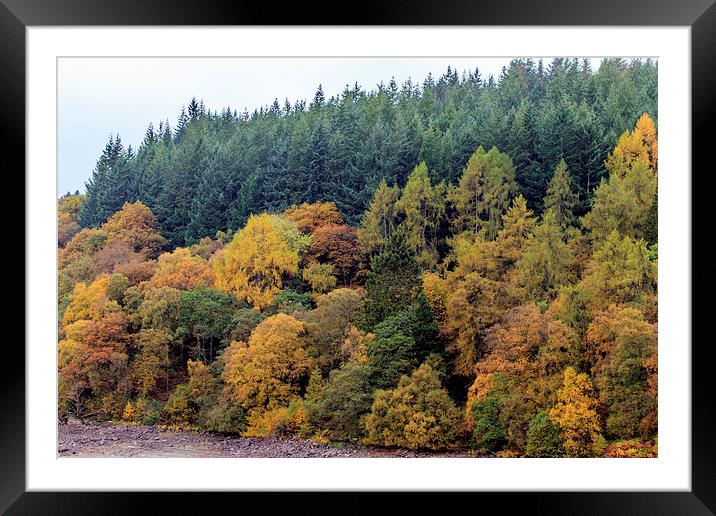 Autumn forest Leaves    Framed Mounted Print by chris smith