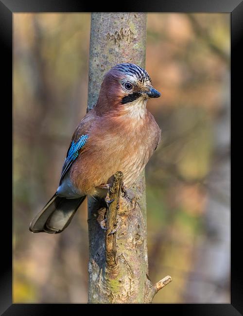 Jay perched  Framed Print by chris smith
