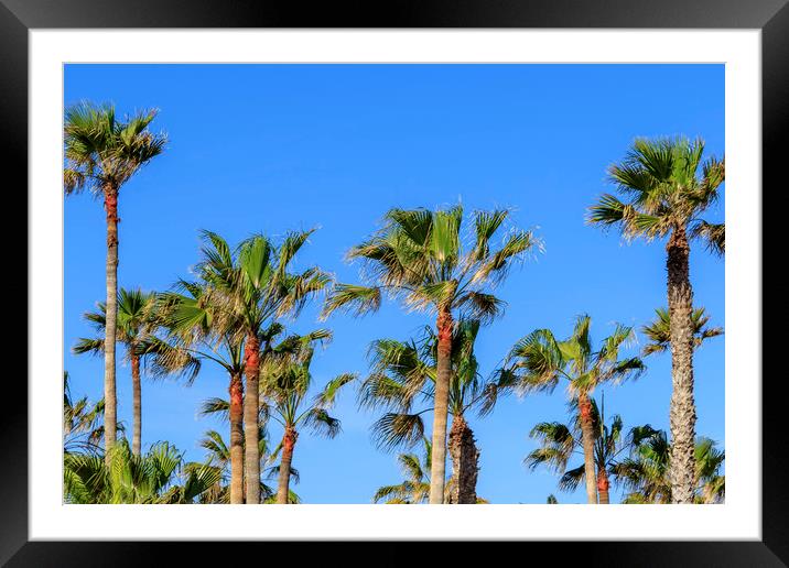 Palm trees   Framed Mounted Print by chris smith