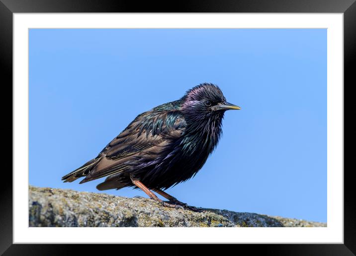 Starling   Framed Mounted Print by chris smith