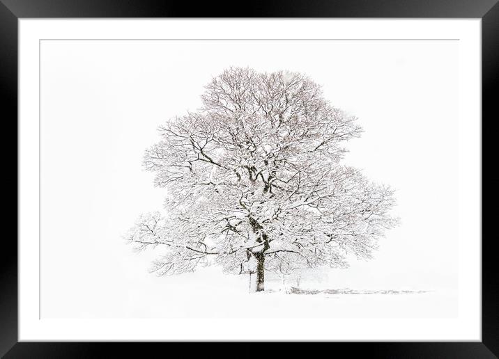 Winter Tree Framed Mounted Print by chris smith