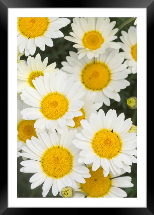 Daisy  Framed Mounted Print by chris smith