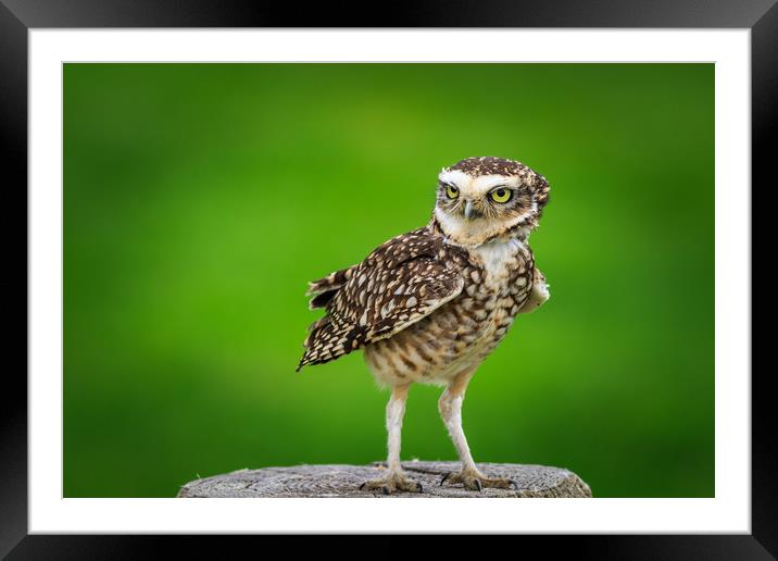 Burrowing owl (Athene cunicularia) Framed Mounted Print by chris smith