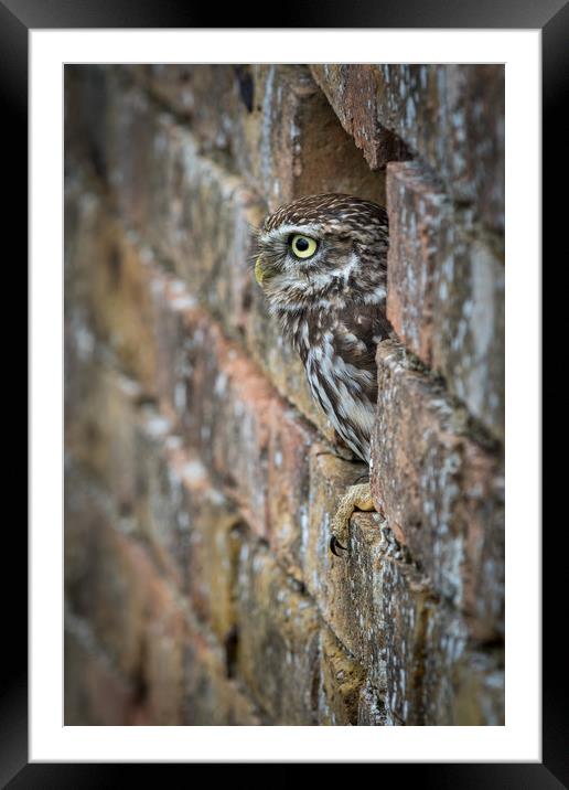 Little Owl                      Framed Mounted Print by chris smith
