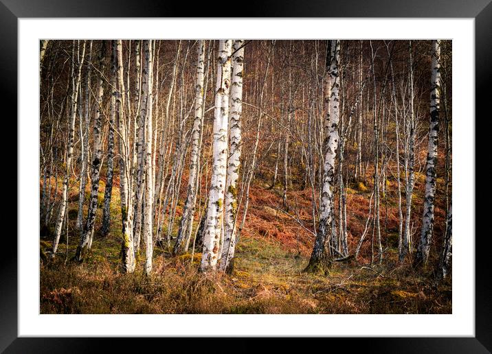 Silver birch  Framed Mounted Print by chris smith