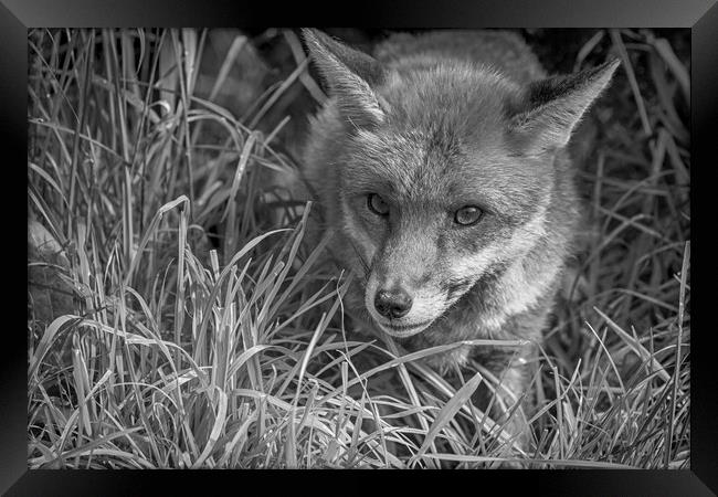 Red Fox (Vulpes vulpes)               Framed Print by chris smith