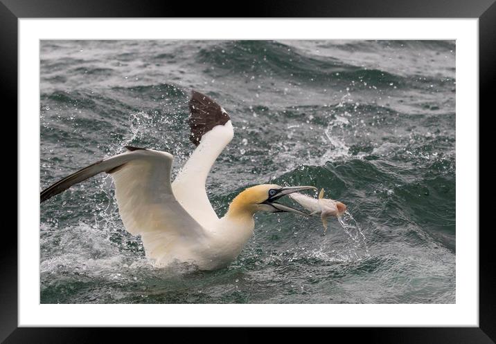 Gannet  Framed Mounted Print by chris smith