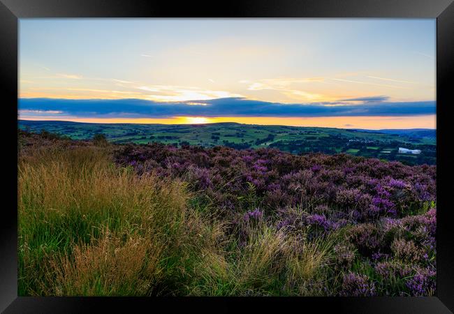Heather in bloom  Framed Print by chris smith