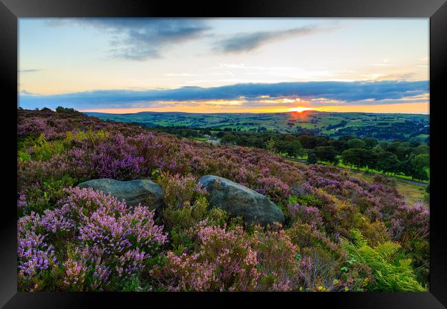 Heather in bloom at sunset  Framed Print by chris smith