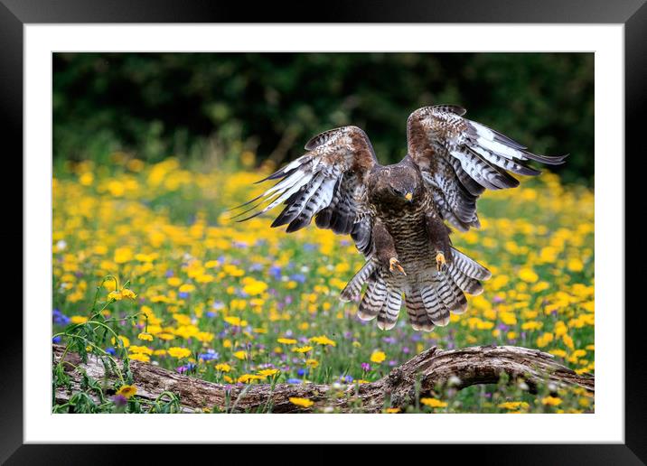 buzzard  Framed Mounted Print by chris smith
