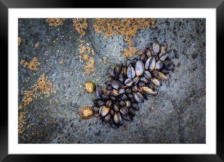 Mussels  Framed Mounted Print by chris smith