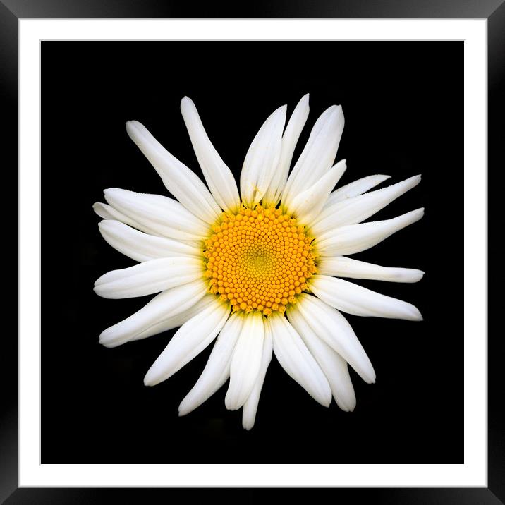 Oxeye daisy  Framed Mounted Print by chris smith