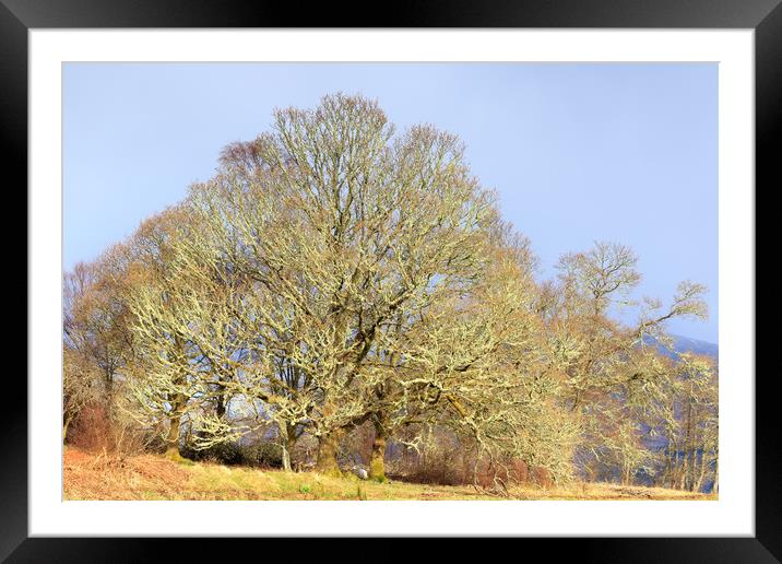 lichen tree  Framed Mounted Print by chris smith