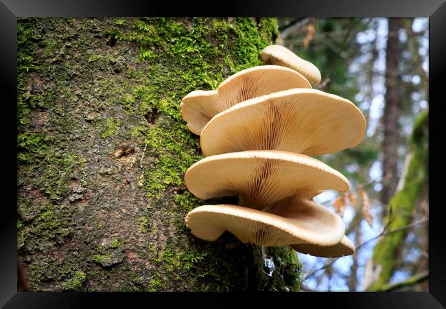 Large fungi on a tree   Framed Print by chris smith