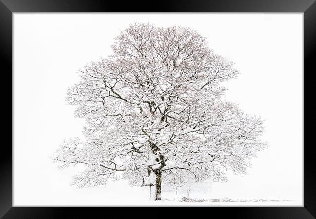 Winter Tree  Framed Print by chris smith