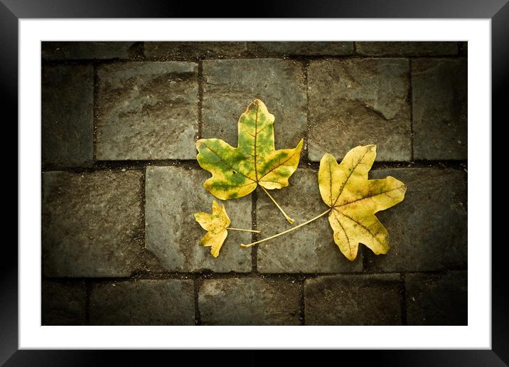 Leafs  Framed Mounted Print by chris smith