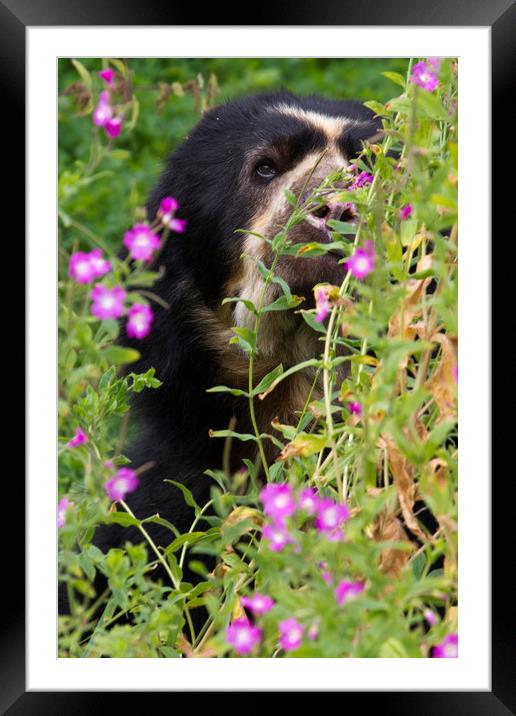 Spectacled Bear  Framed Mounted Print by chris smith