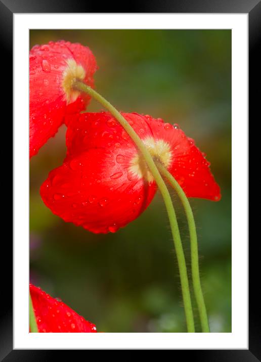 Poppy  Framed Mounted Print by chris smith