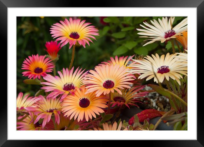 Livingstone Daisies (Mesembryanthemum)  Framed Mounted Print by chris smith