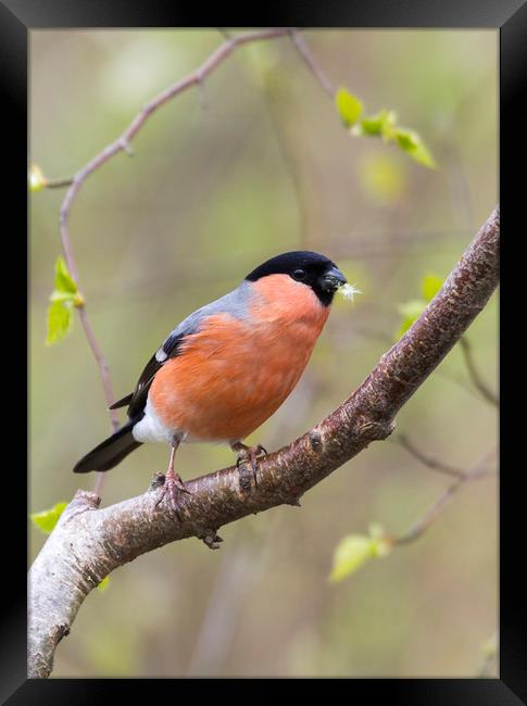 Male Bullfinch (Pyrrhula-pyrrhula)  Framed Print by chris smith