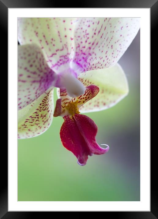 Orchid  Framed Mounted Print by chris smith