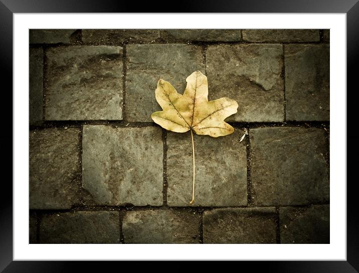 Leaf  Framed Mounted Print by chris smith
