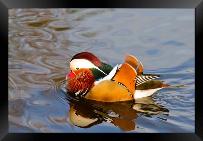 mandarin duck  Framed Print by chris smith