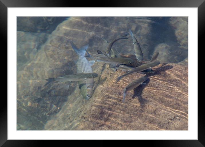 Golden Mullet  Framed Mounted Print by chris smith