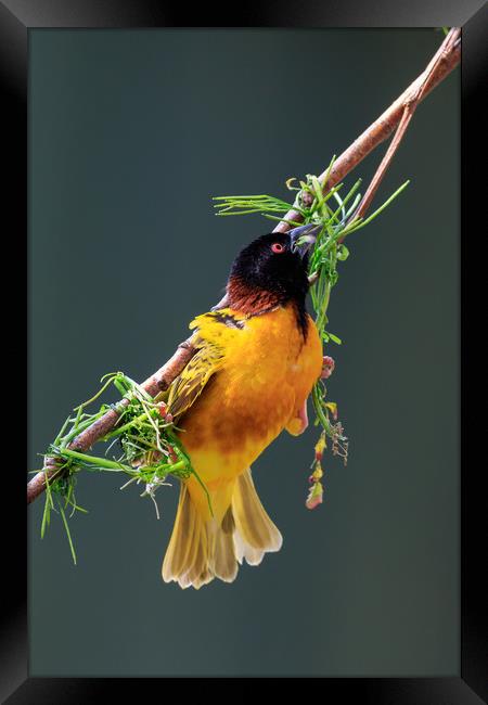 Village Weaver (Ploceus cucullatus)   Framed Print by chris smith