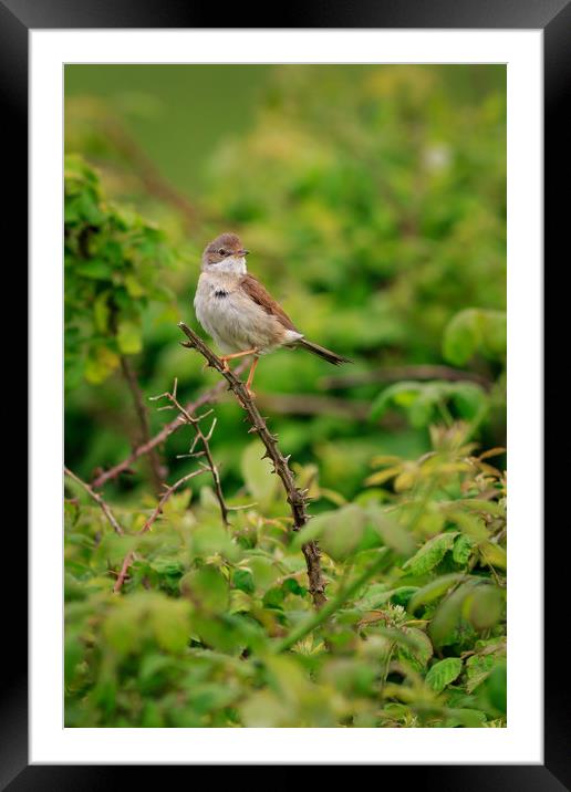 Common Whitethroat (Sylvia communis)   Framed Mounted Print by chris smith