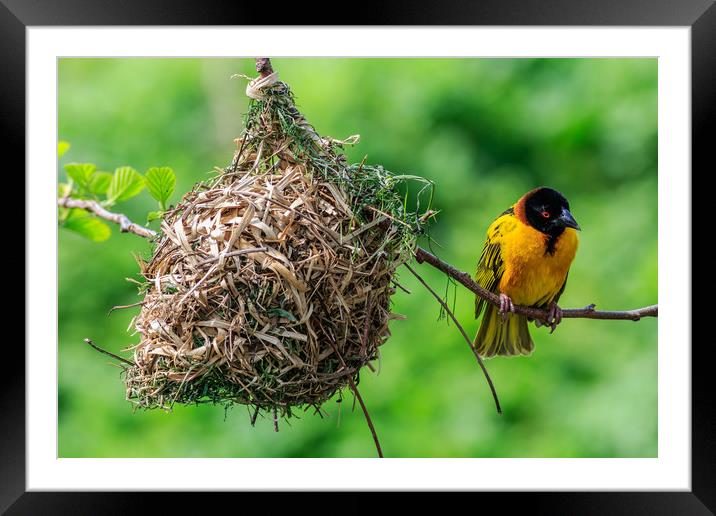 Village Weaver (Ploceus cucullatus)   Framed Mounted Print by chris smith