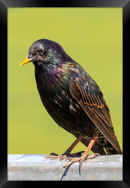 Starling  Framed Print by chris smith