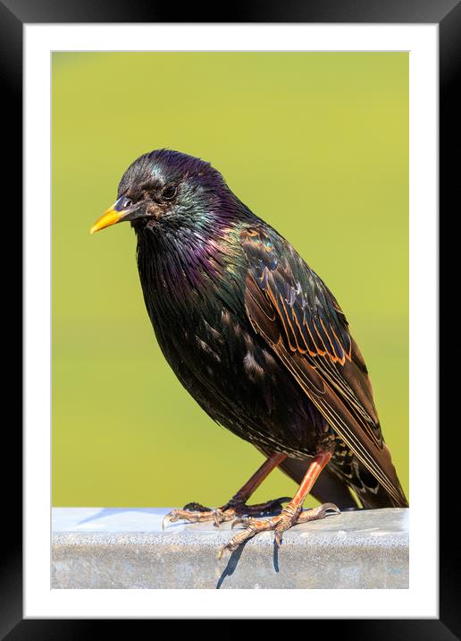 Starling  Framed Mounted Print by chris smith