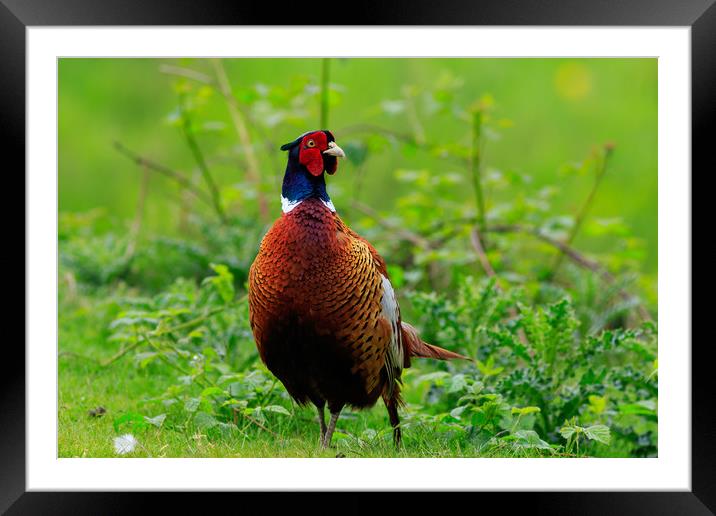 pheasant  Framed Mounted Print by chris smith