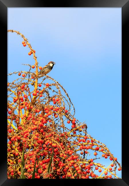 Sparrow    Framed Print by chris smith