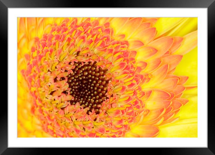 gerbera  Framed Mounted Print by chris smith