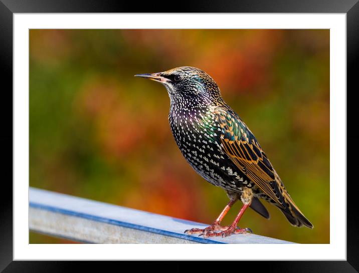 Starling  (Sturnus vulgaris)  Framed Mounted Print by chris smith