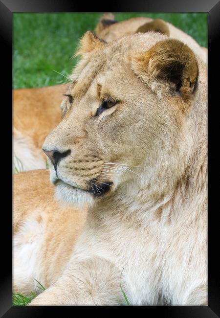 Lion  Framed Print by chris smith