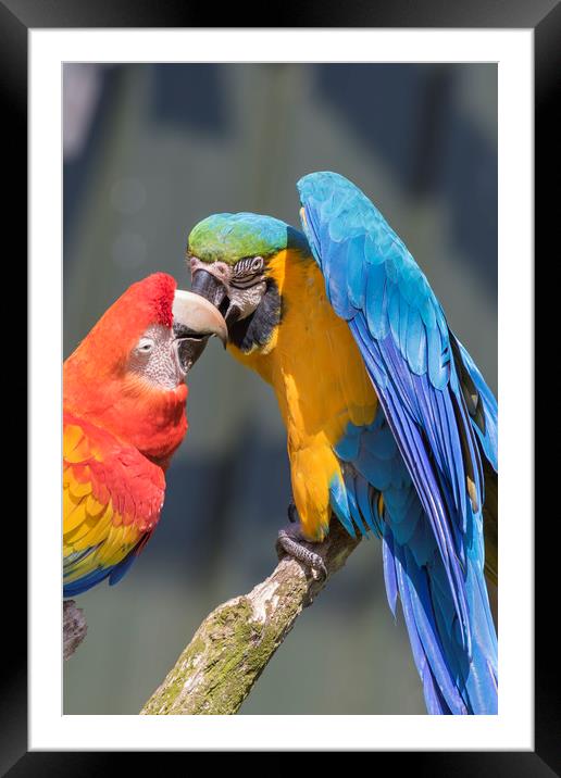 Blue-and-yellow macaw  Framed Mounted Print by chris smith