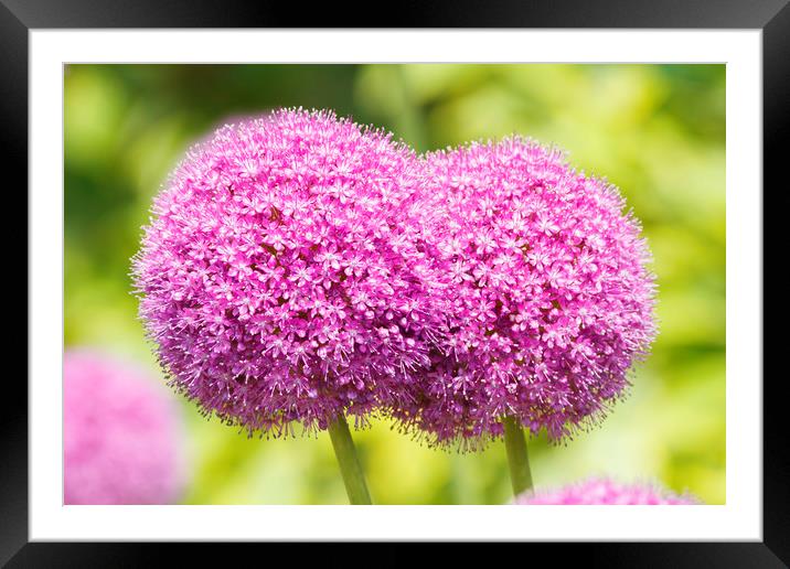 Allium flowers  Framed Mounted Print by chris smith