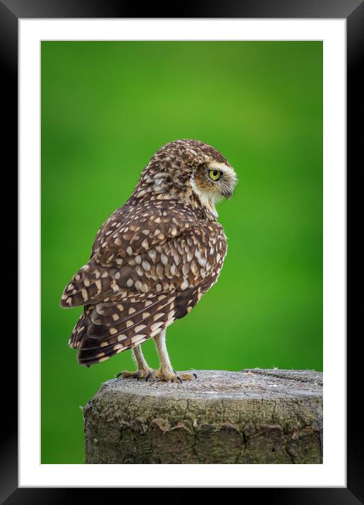 Burrowing owl (Athene cunicularia)  Framed Mounted Print by chris smith