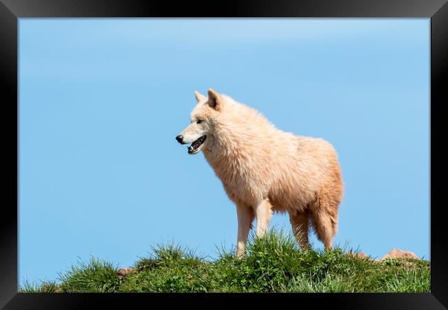 Arctic wolf  (Canis lupus arctos)  Framed Print by chris smith