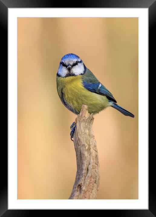 Blue Tit (Parus caeruleus)  Framed Mounted Print by chris smith