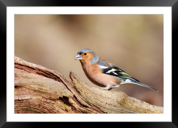 Chaffinch (Fringilla coeleb)  Framed Mounted Print by chris smith