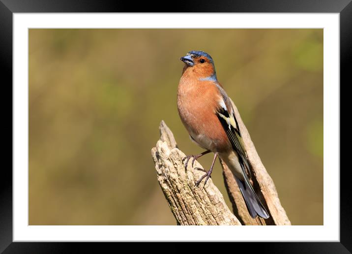 Chaffinch (Fringilla coelebs)   Framed Mounted Print by chris smith